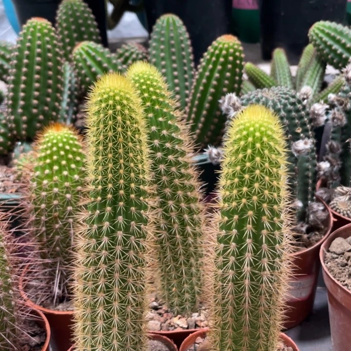 自根人鱼金妞保15公分新品