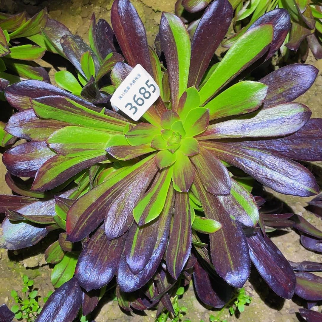 3685欧若拉多肉植物