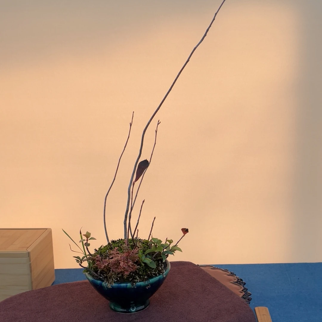 用***1完全开放盆栽盆栽