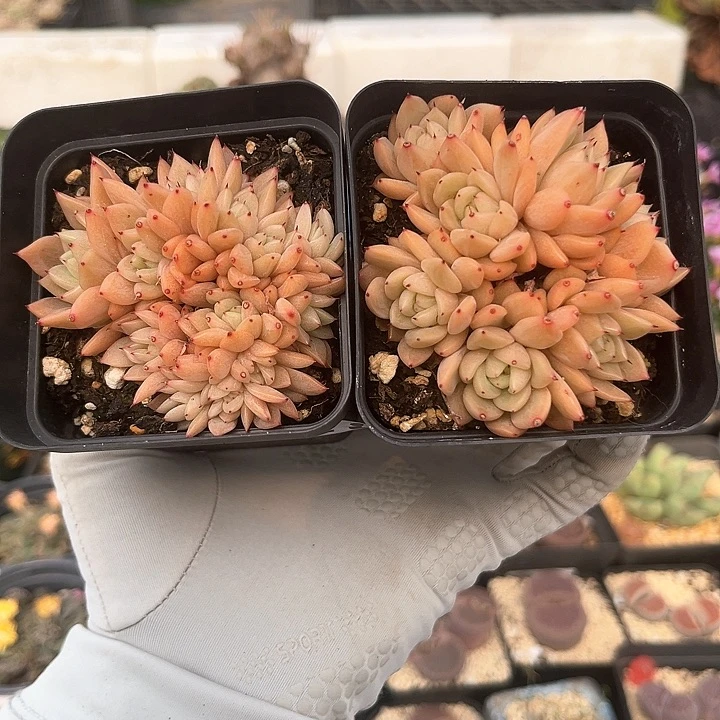 280 水晶群 带盆土