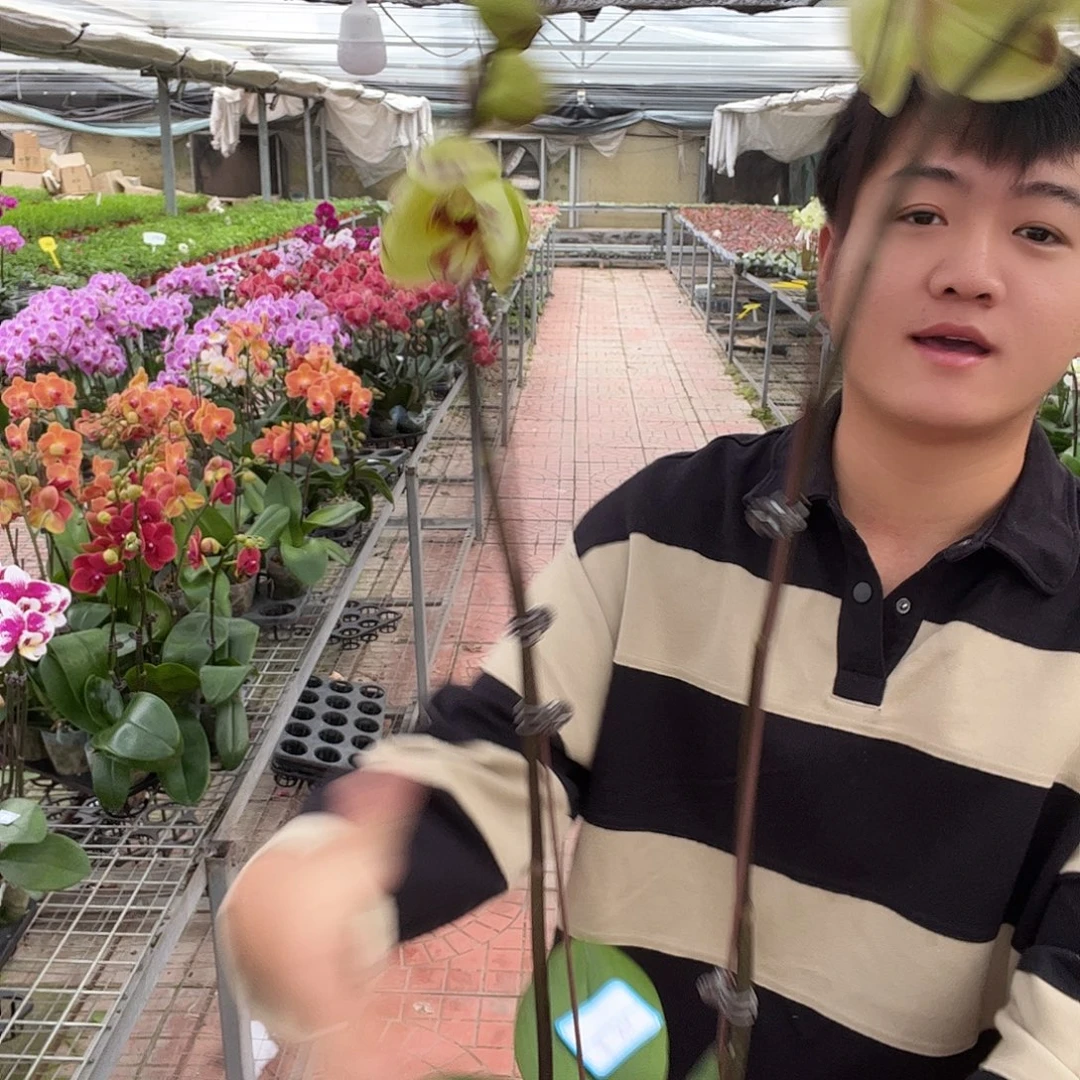g***o大部分开放少量花苞金雕