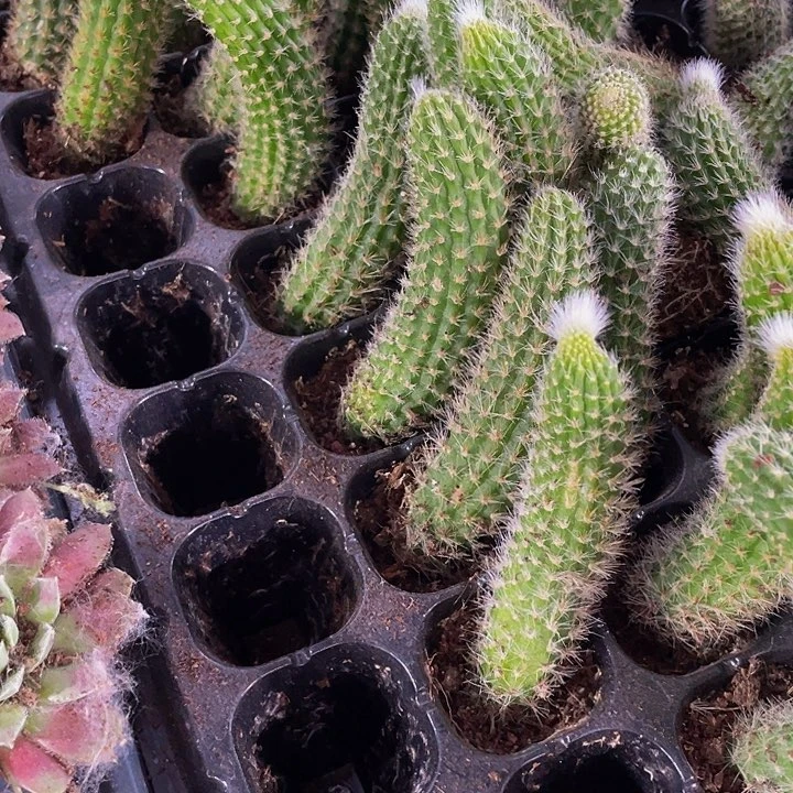 小九尾狐1.5带土发