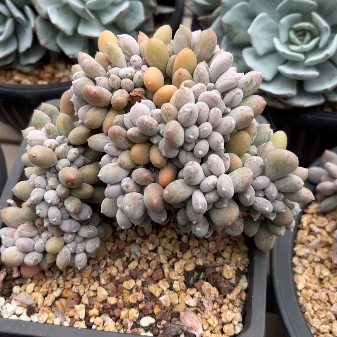 无花朵美人系杂交