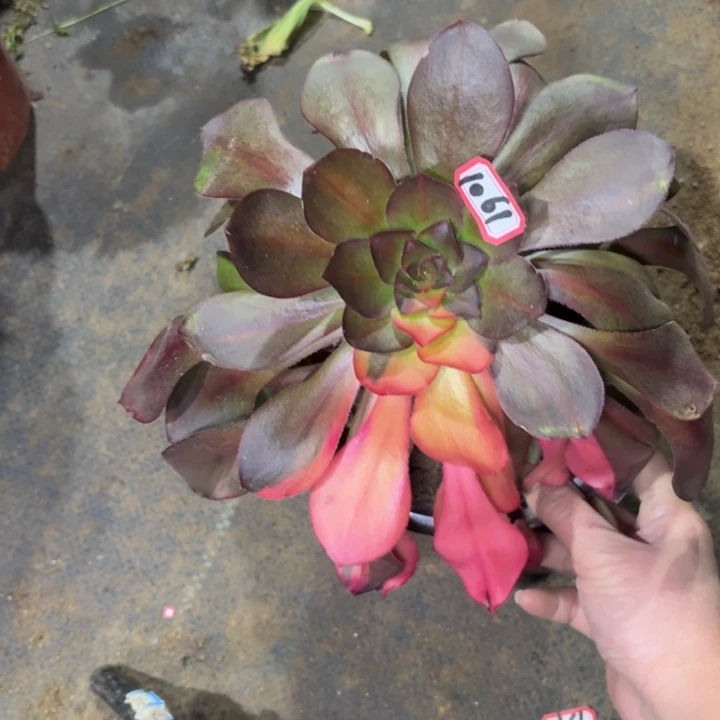 一物一拍1061巫独七彩