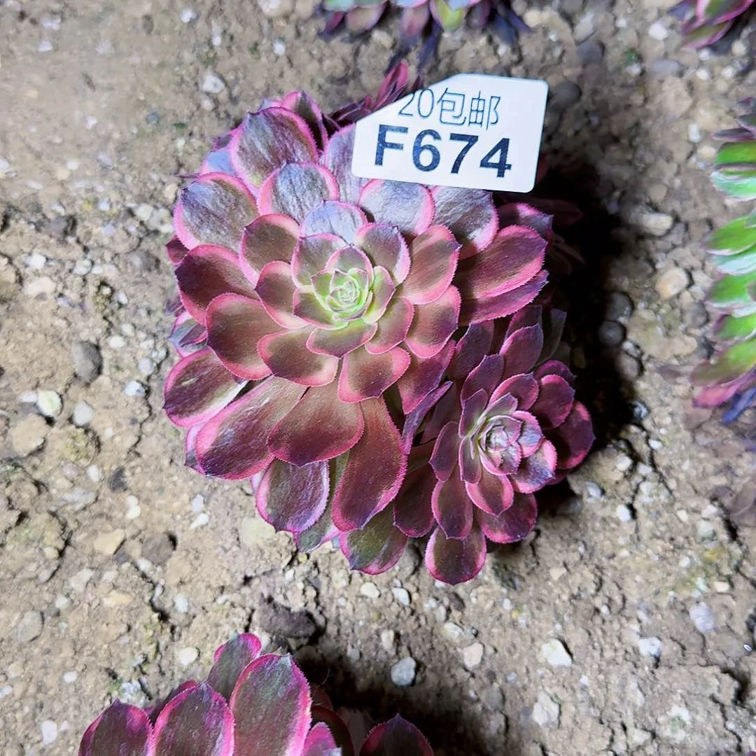 女*氓寄样674黑墨锦朵朵啊啊