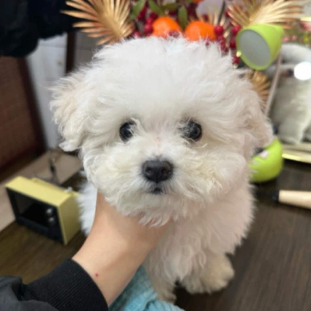 可爱小体比熊弟弟三个半月