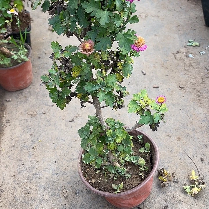 榴***籽完全开放20菊花菊花菊花菊花