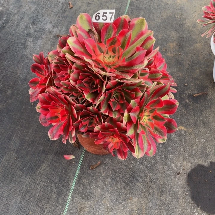 657老庄多肉法师女巫