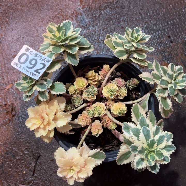 092亚特兰蒂斯掌心多肉法师锦