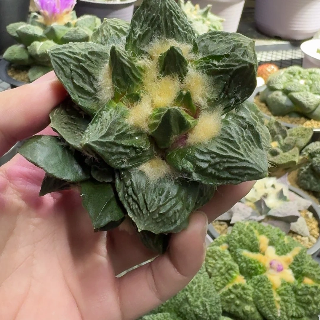 龙角杂交一物一拍
