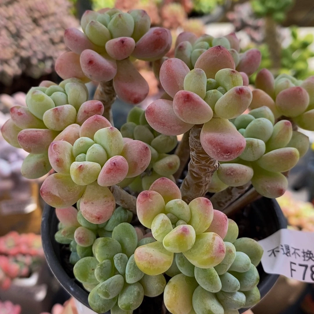 788罗琦10cm多肉植物