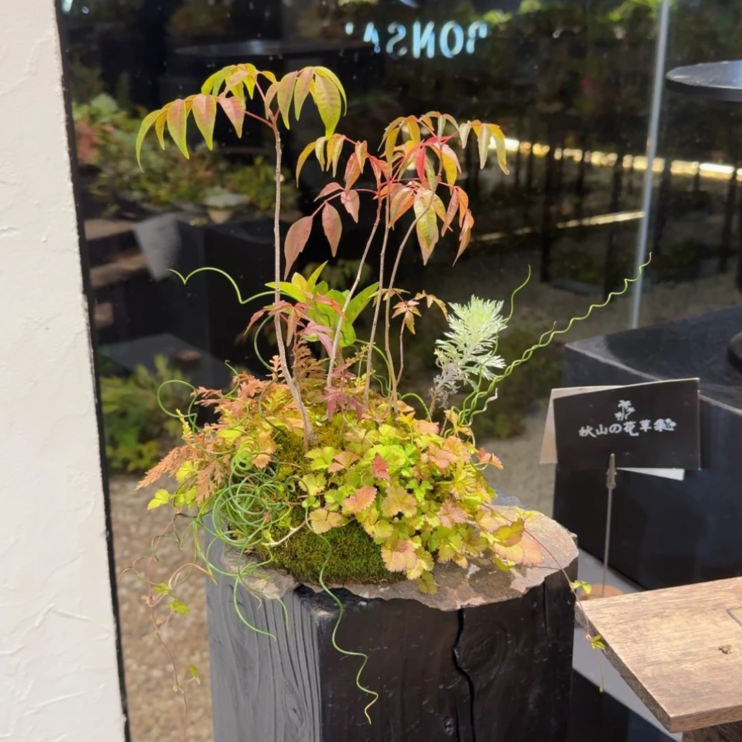 无花朵山野草日本鞍马石