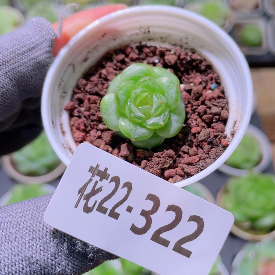 花利美22-322珍妮玉果