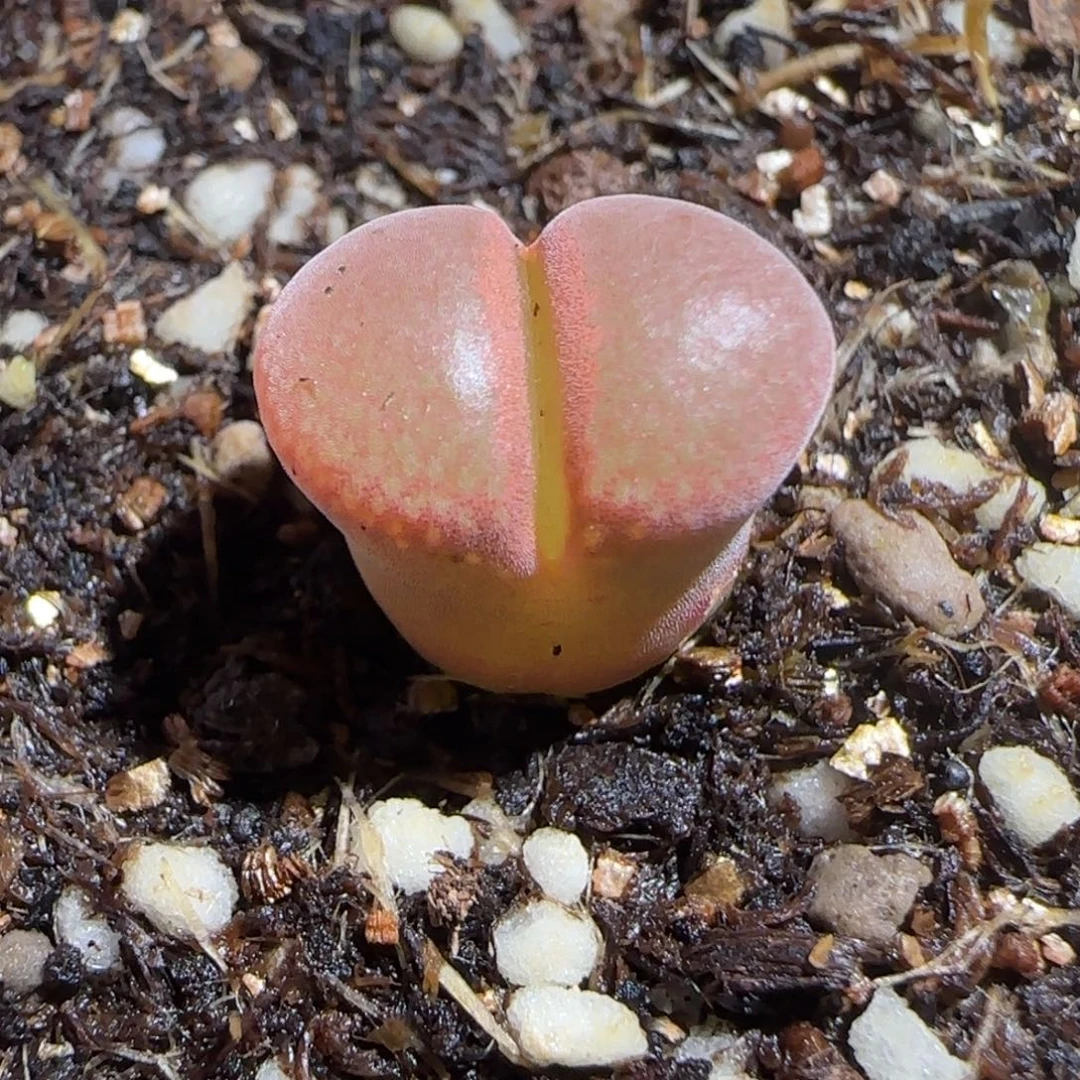 肉锥多肉植物百科-红风铃有疤396