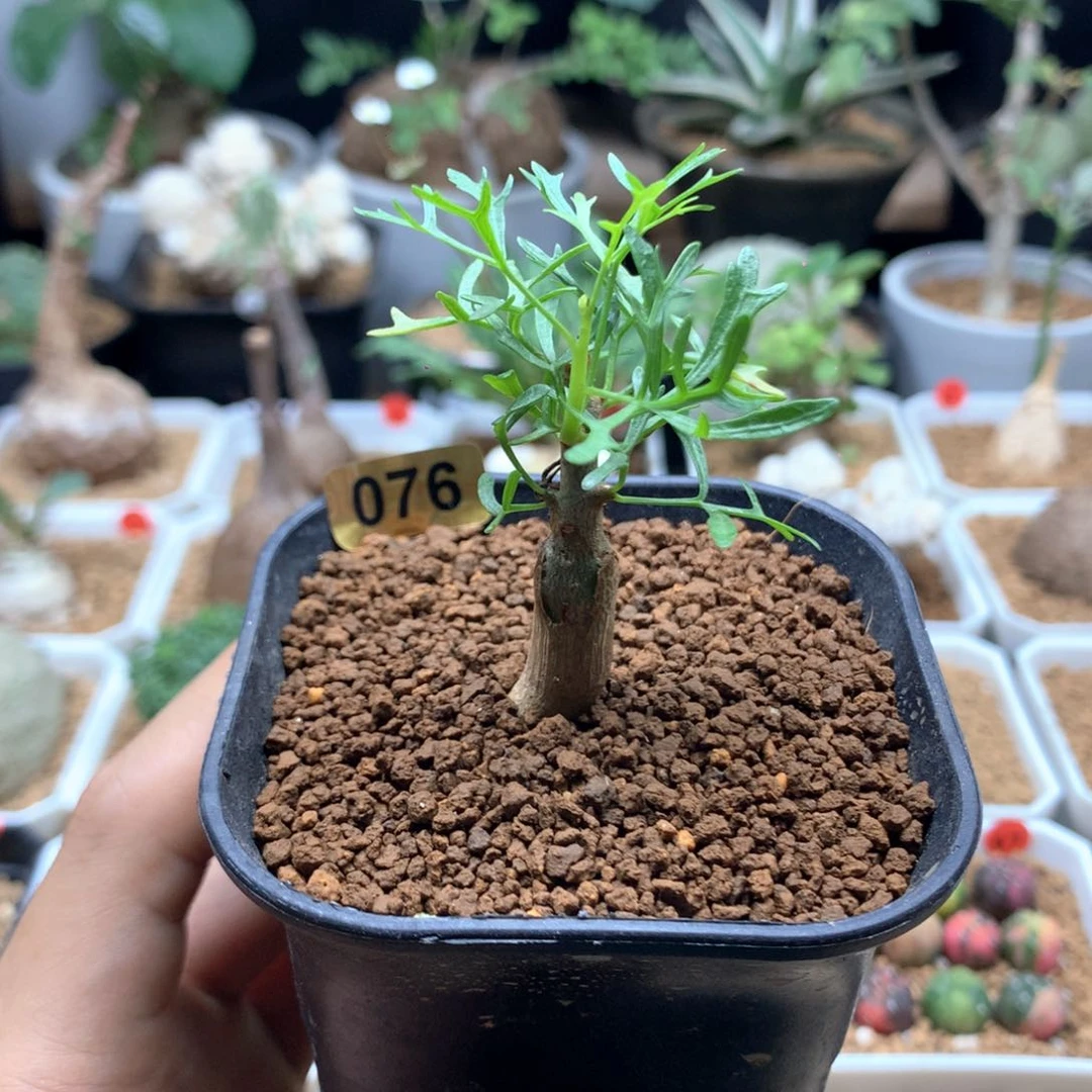实生飞羽橄榄带盆