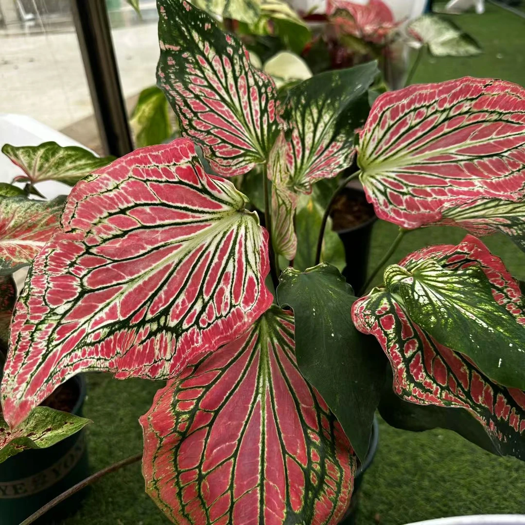 【粉色和声】彩叶芋锦化植物进口球超大球桌面阳台室内热植
