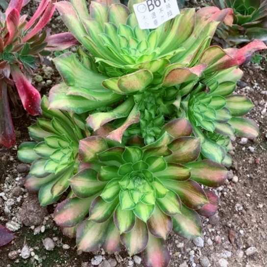 多肉植物韶华616