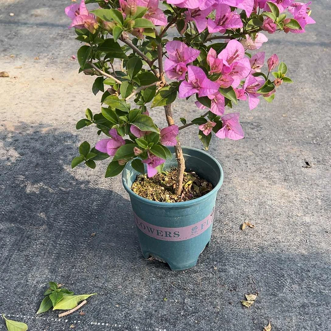 娜***耶完全开放造型 巴西紫 9790