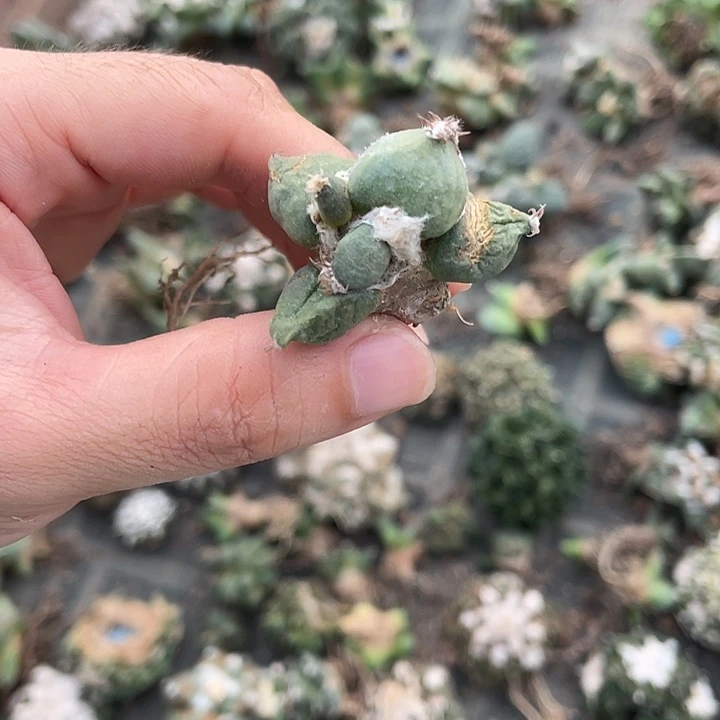 自根蛋尤瑕疵特价