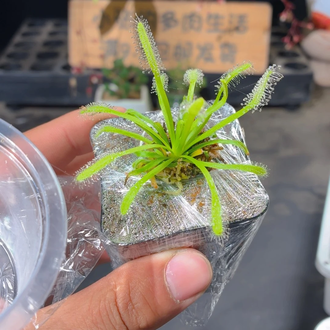 绿色茅膏菜多肉9.9包邮发货