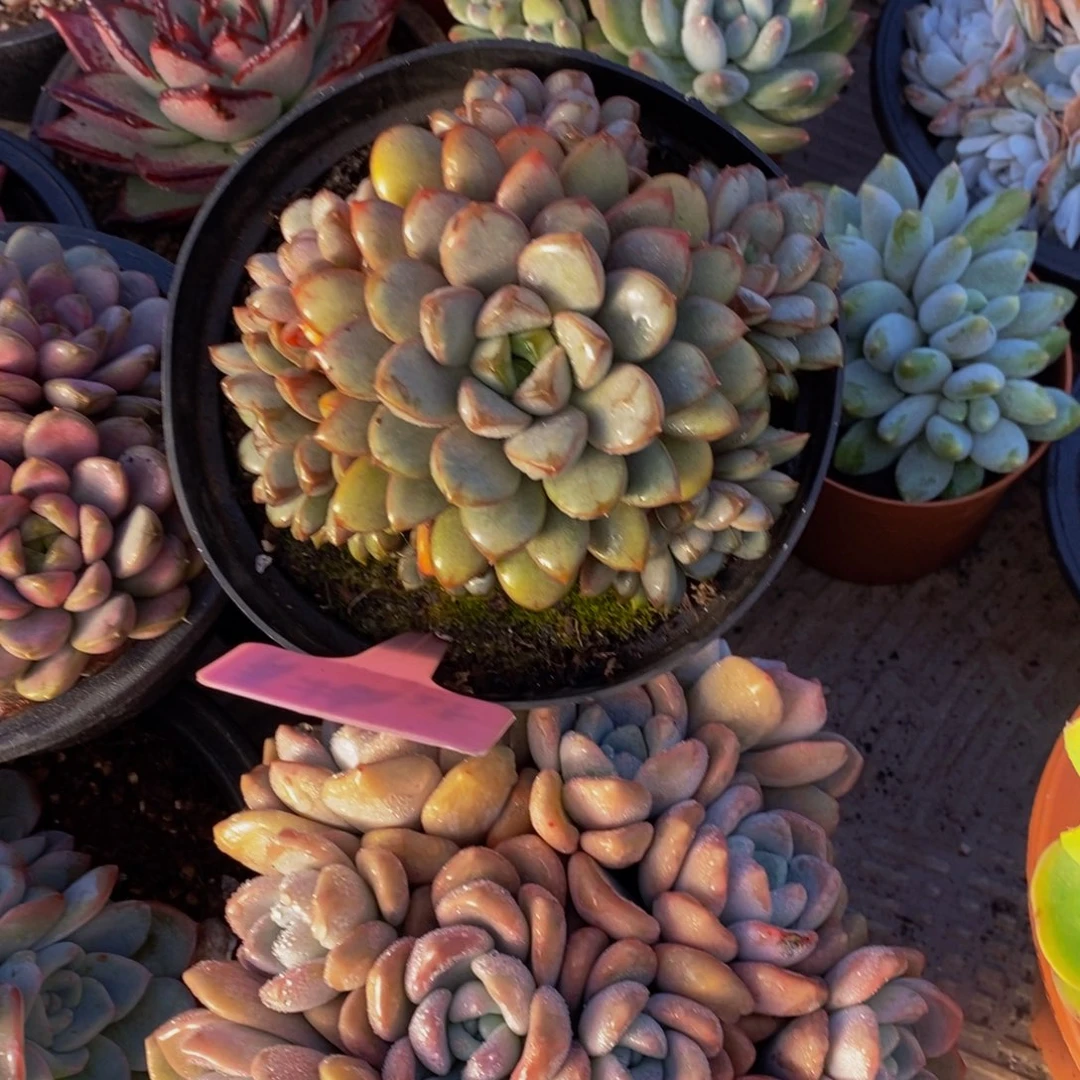 青****一物一拍多肉植物