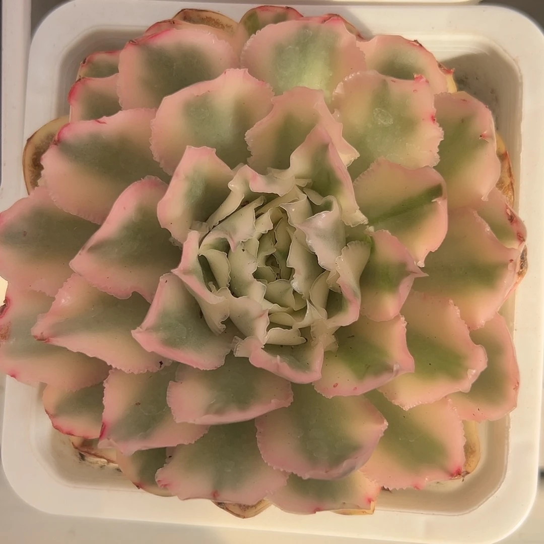 紫蝴蝶锦多肉植物