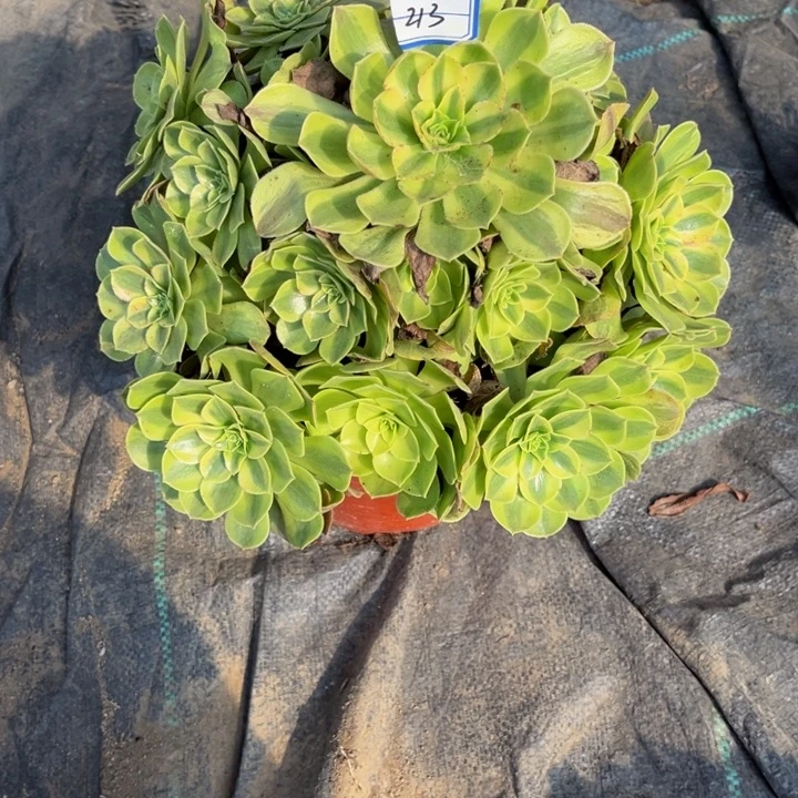 蜂****213雨荷多肉植物法师