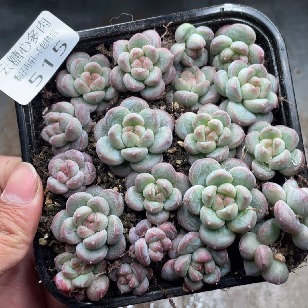 云糖心多肉植物515