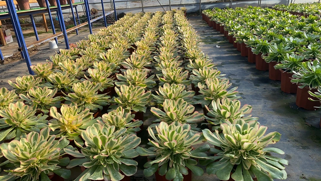 多肉植物一物一拍