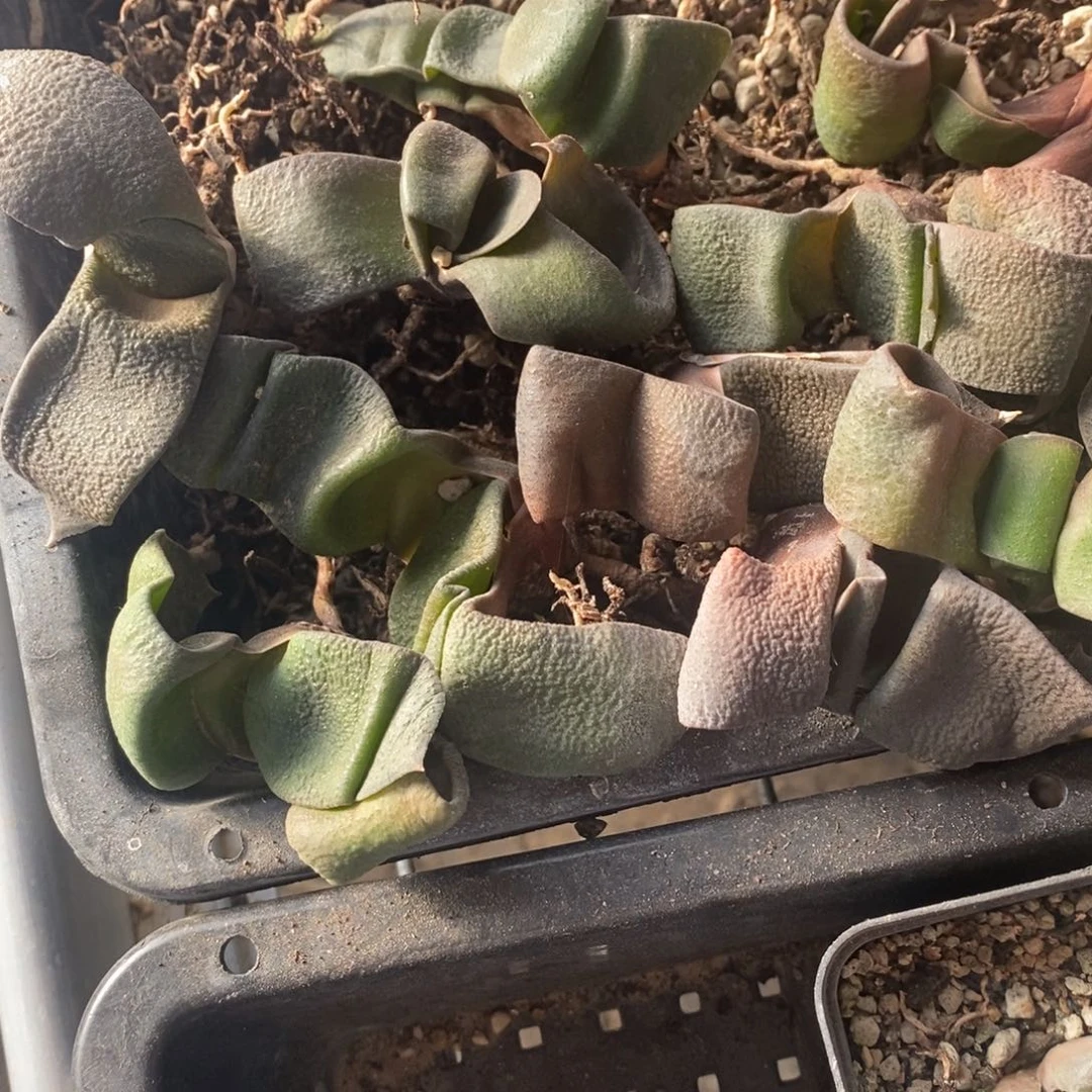 2506 一颗军配卧牛