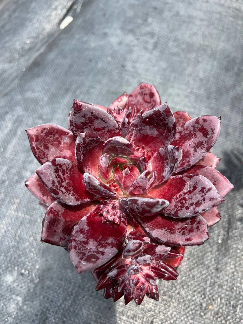 3号链接百荟（两单包邮）糖卡玫瑰 多肉盆栽 带盆发货