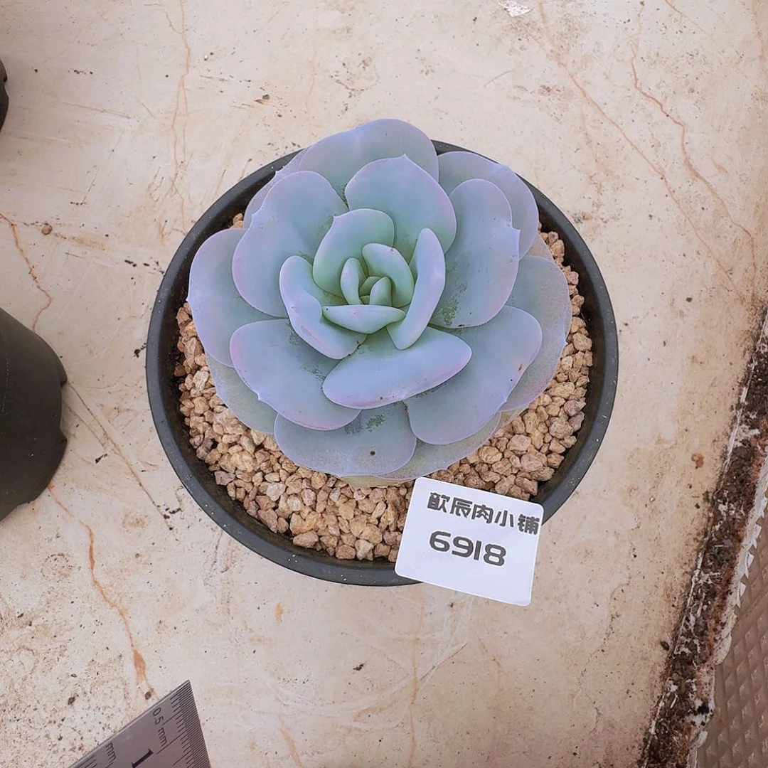 航***厂多肉植物奶茶单头6918