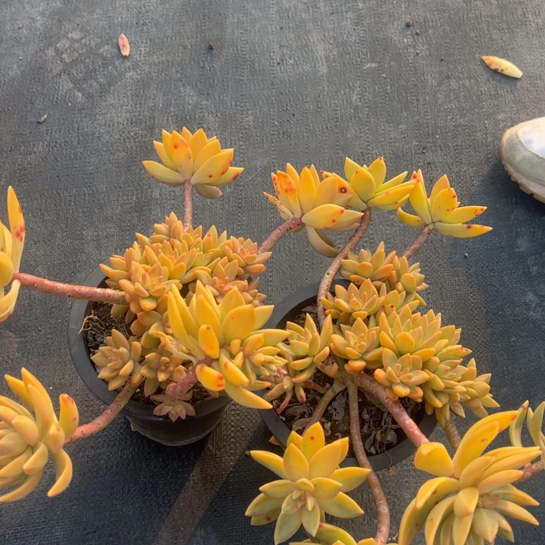 布丁带飘枝老桩两盆