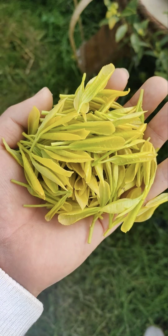 （高端品质）茶厂直销 2025黄金芽绿茶  高山品质  豆香耐泡