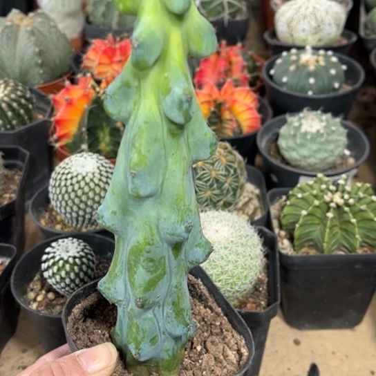 当前无花栽培后可以开花福乐寿