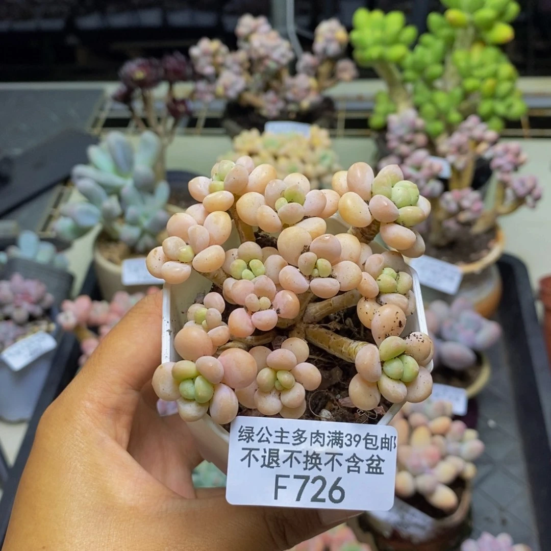 726花朵鱼子酱多肉6cm