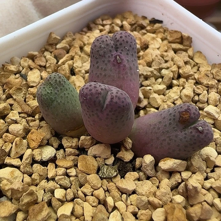 507园艺优选红斑马955