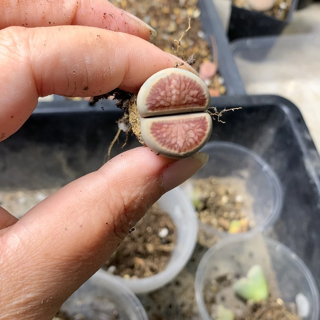 哎****?G347多肉植物保护