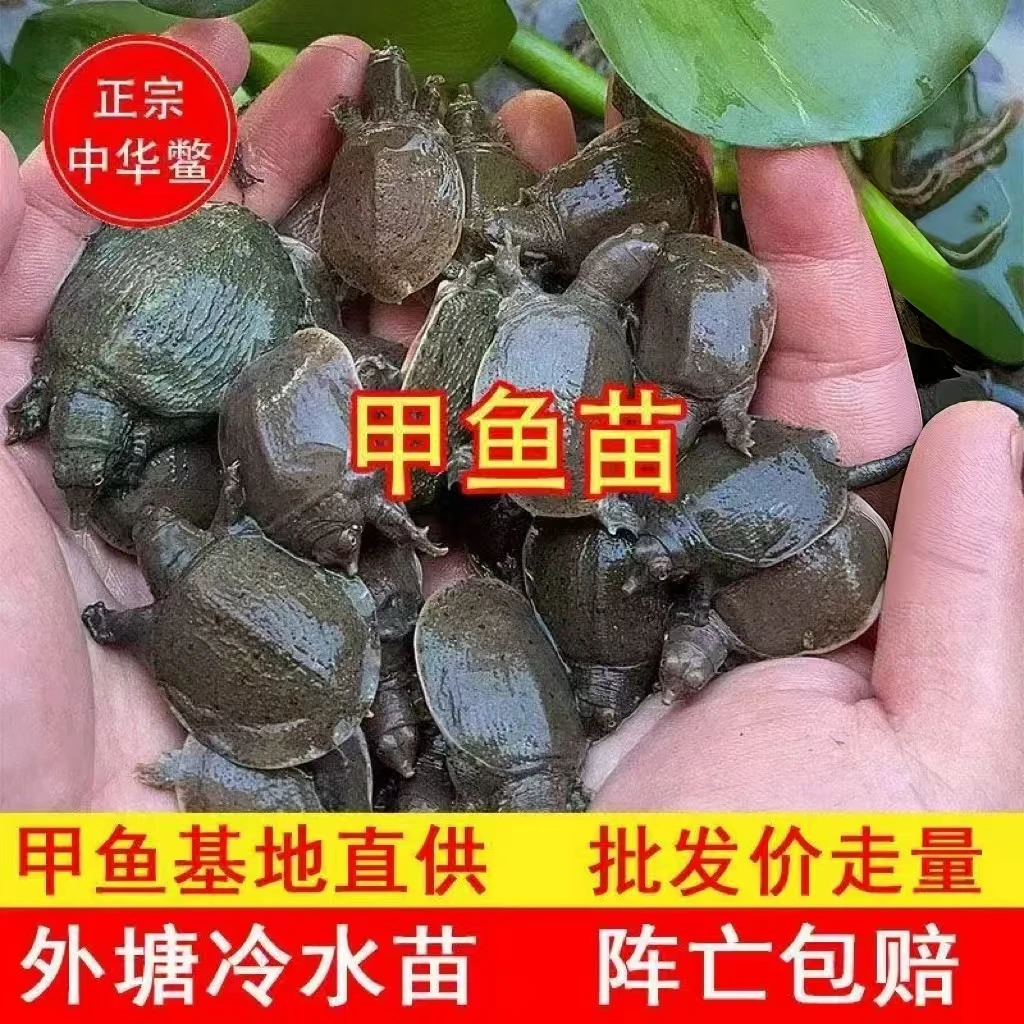2025中华黑花出壳甲鱼苗鱼塘水库稻田水鱼团鱼生态养殖