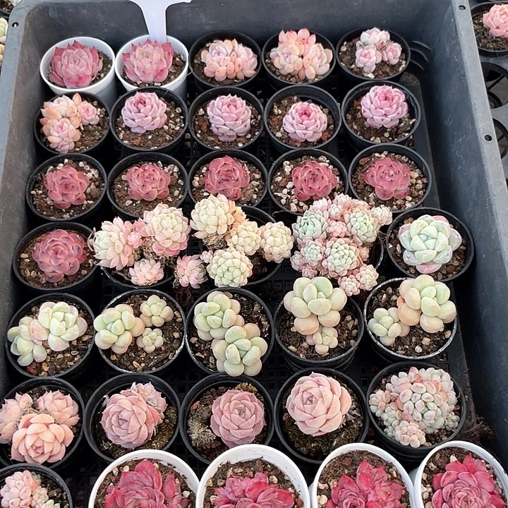 薇薇安园艺多肉2295