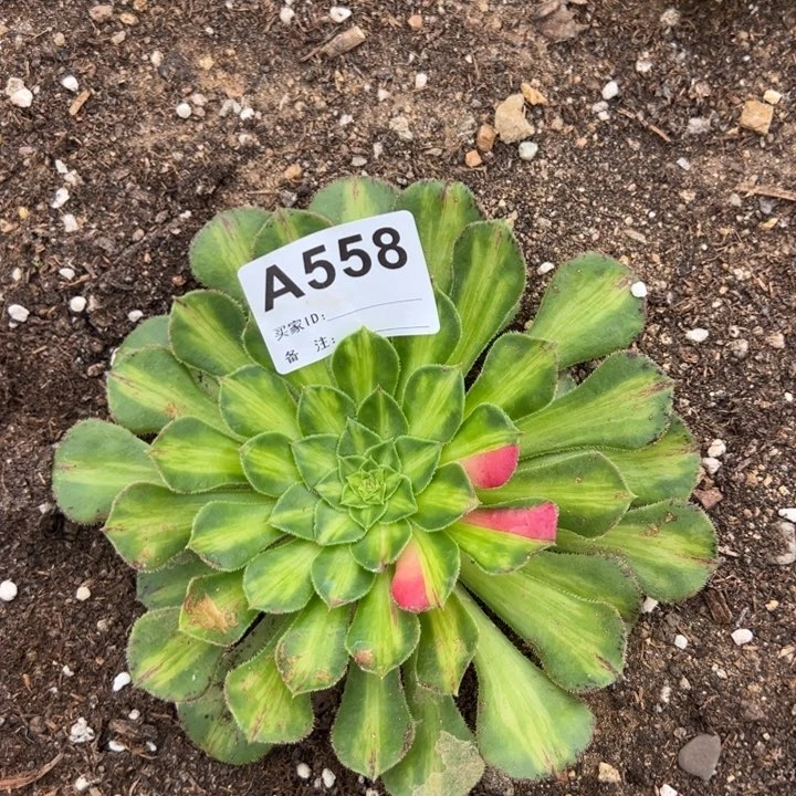 558知否单头10厘米左右