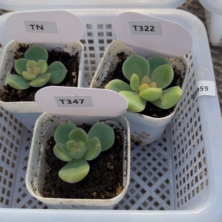 959量拍，多肉植物组合