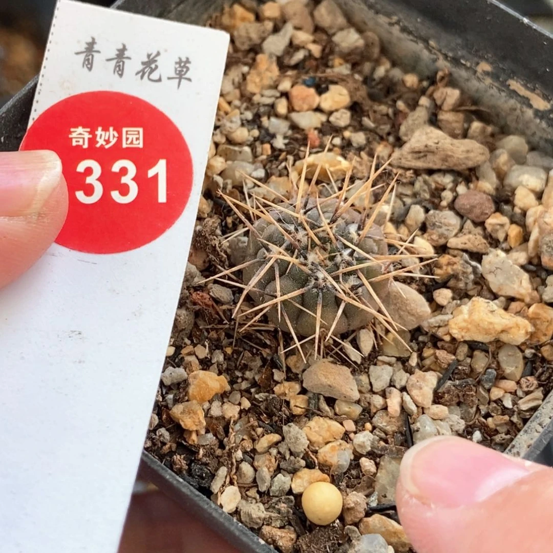 实生特选武勋丸一颗仙人球