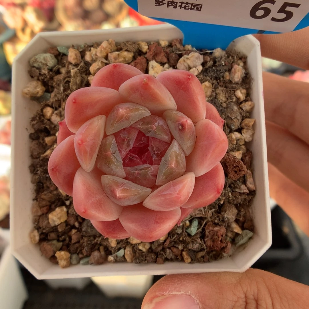 65樱花冰魄多肉福利