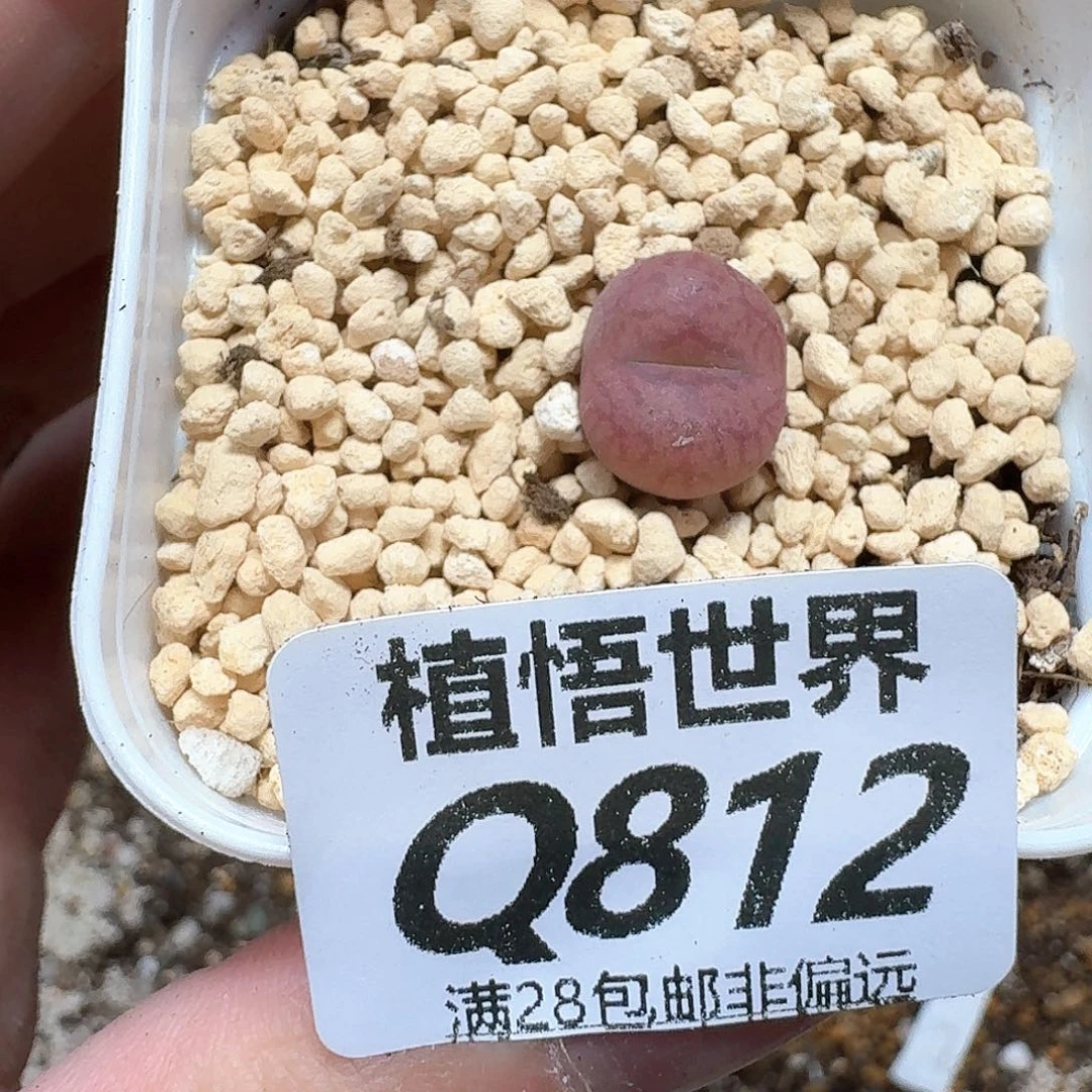 多肉植物的心血管v