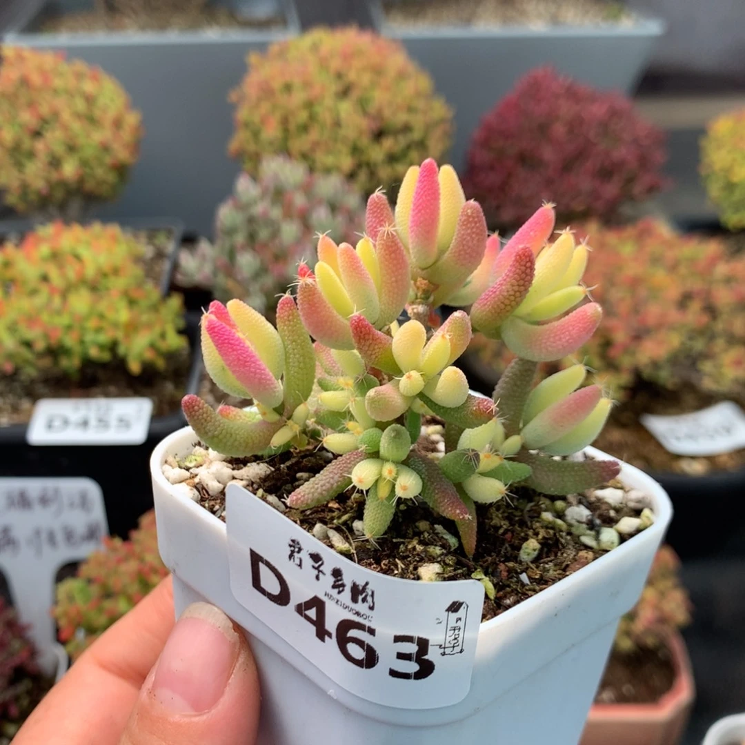 463玉米锦