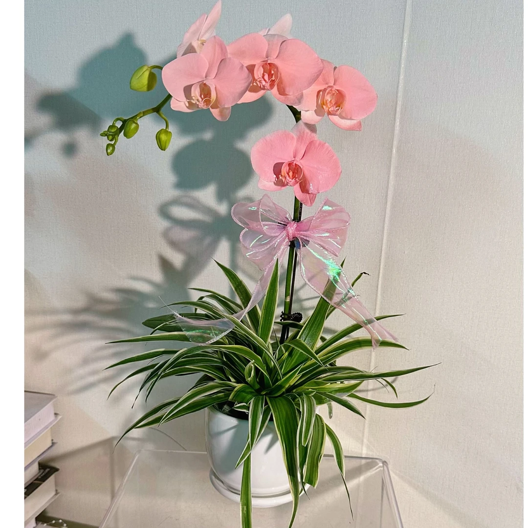 【水蜜桃艺术组盆】（粉色）易养蝴蝶兰花卉活体高端喷色马卡龙稀缺色