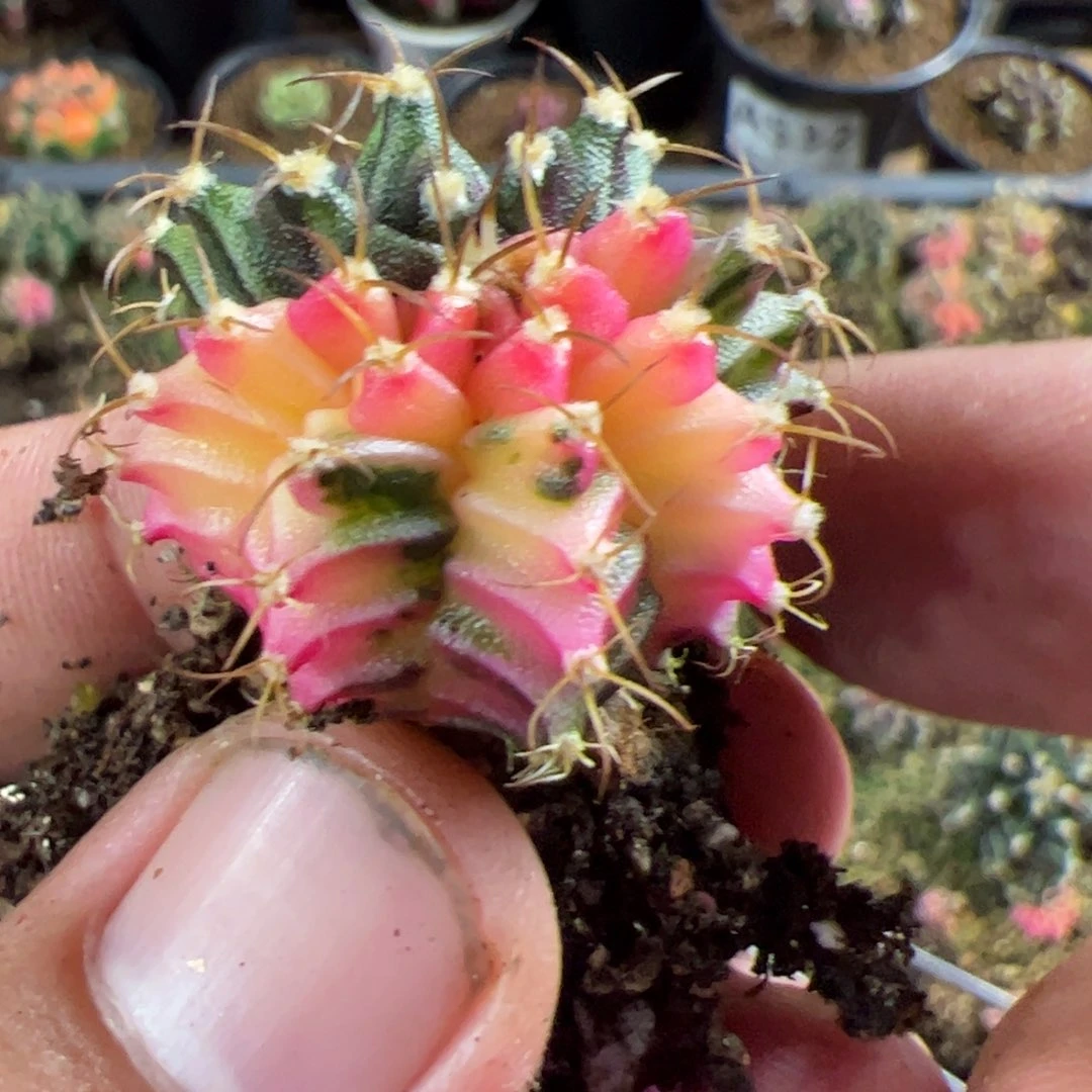 当前无花栽培后可以开花797