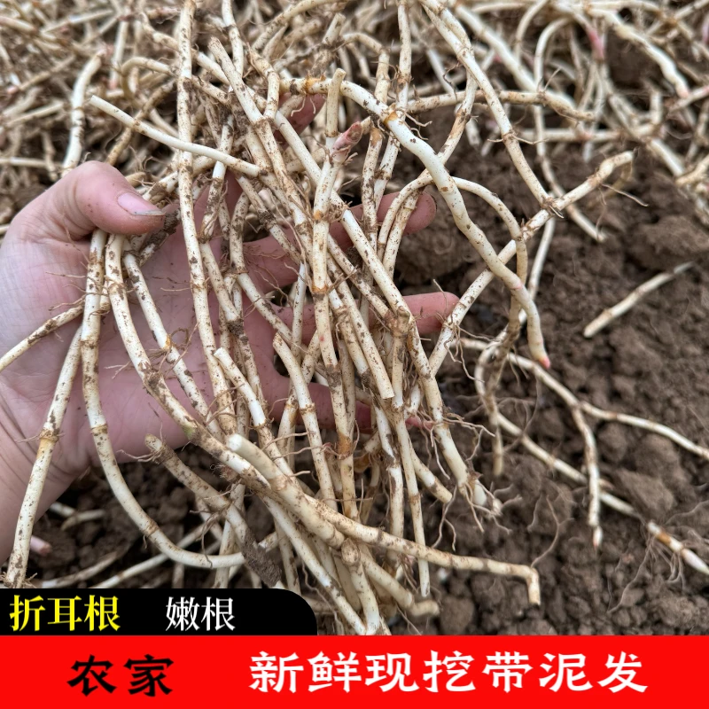 [每天现挖-坏单包赔] 四川折耳根-全根茎脆嫩凉拌清香
