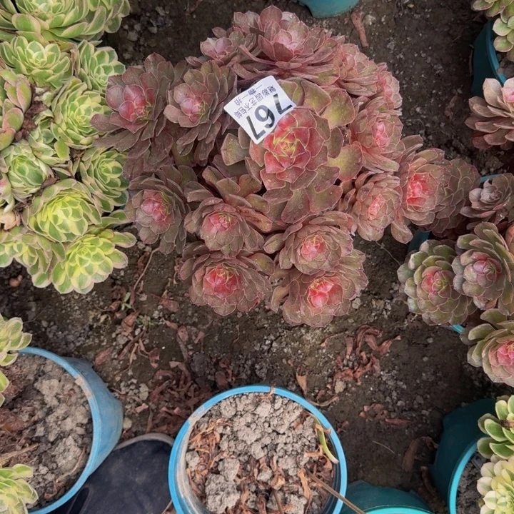 法师多肉25~10包邮花花